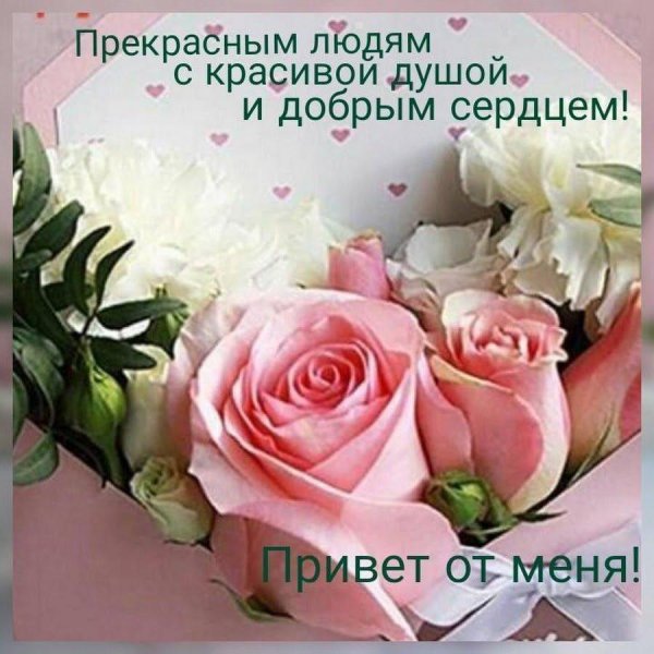 розы красивые