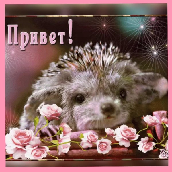 привет ежик