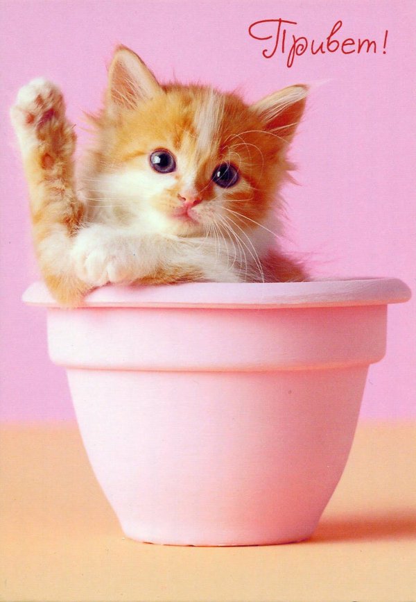 милые котенок