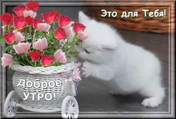 доброе утро с котиками открытки