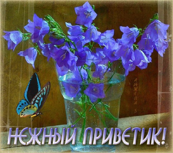 кампанула синий колокольчик