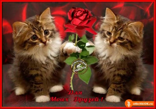 открытка котенок