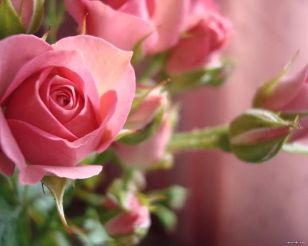 розовая роза