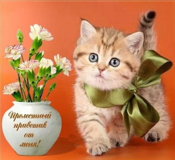 от меня привет