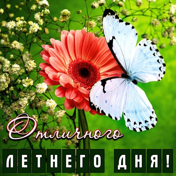 цветок и бабочка