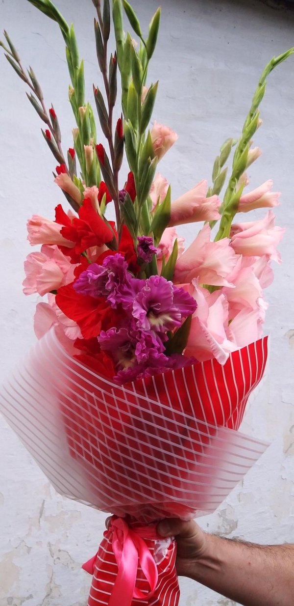 гладиолусы на 1 сентября