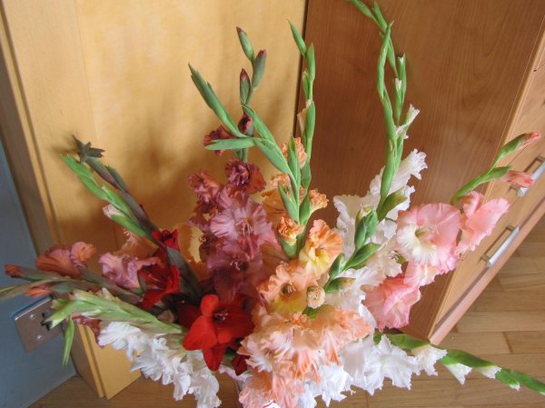 красивые гладиолусы