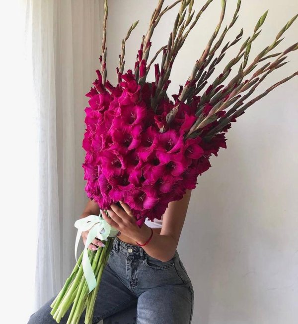 гладиолус боссанова