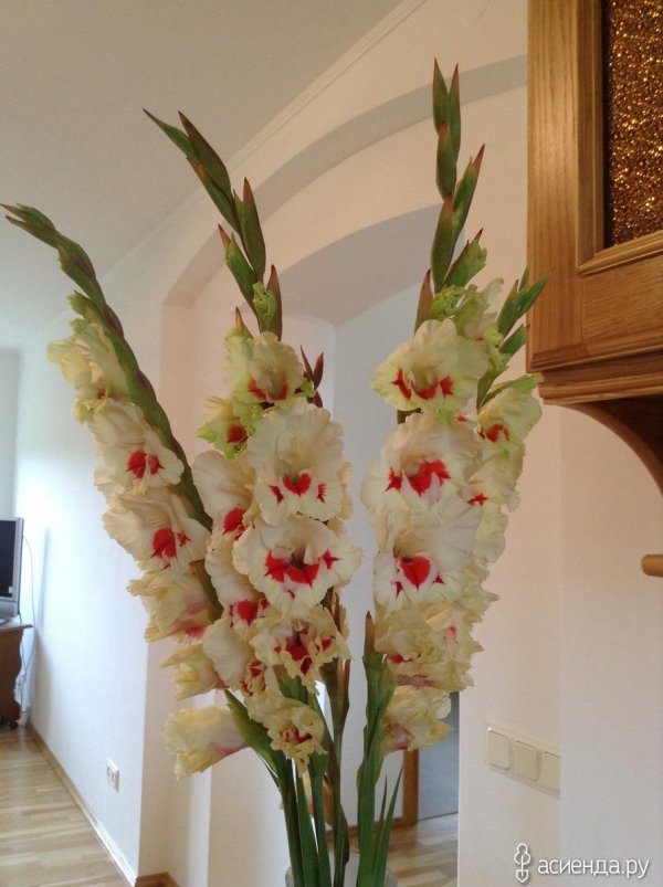 гладиолус василиса прекрасная