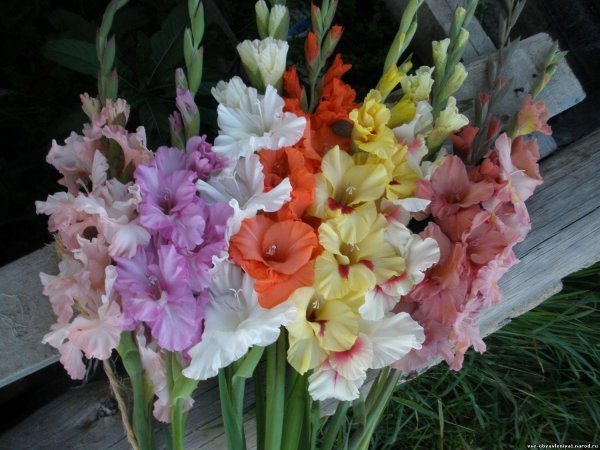 луковичные гладиолусы многолетние