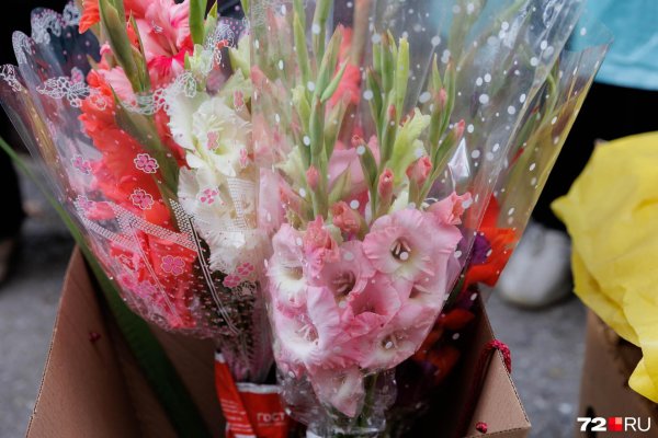 гладиолусы на 1 сентября