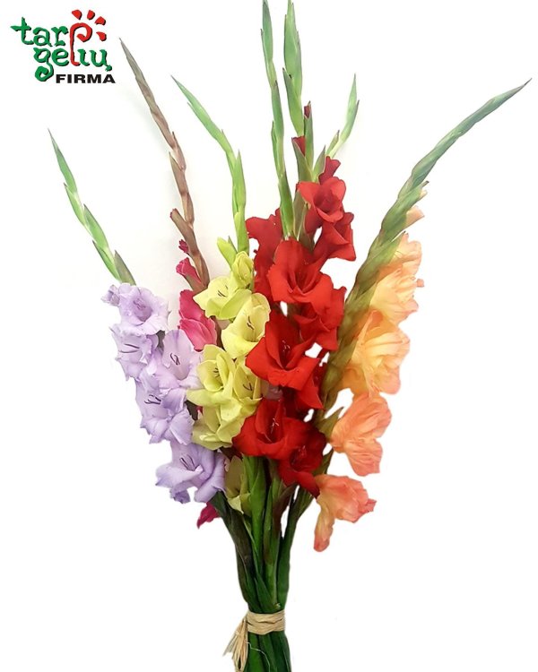 гладиолус вайн энд роузес