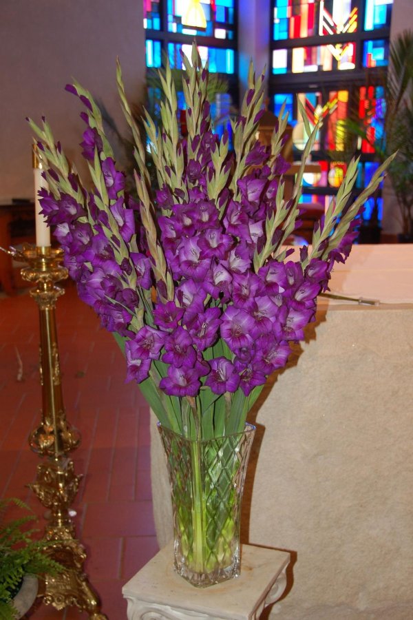 фиолетовые гладиолусы
