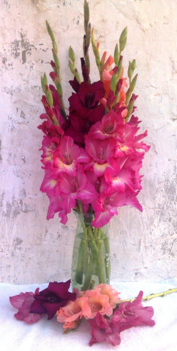 гладиолусы в вазе
