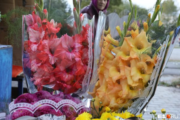 гладиолусы на 1 сентября