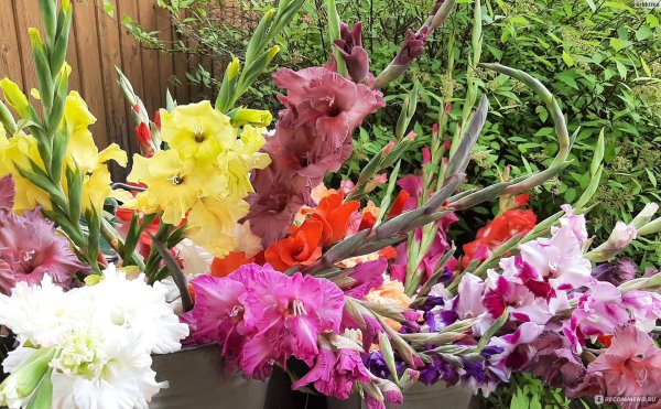 клумба для гладиолусов