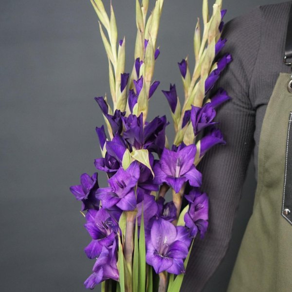 гладиолус синий