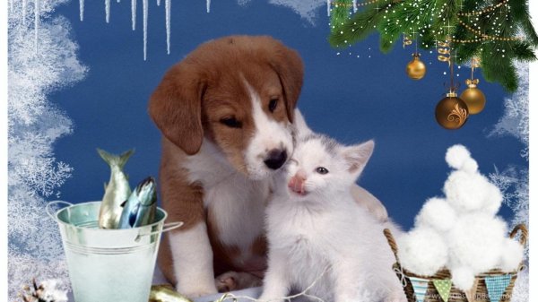 домашнее животное