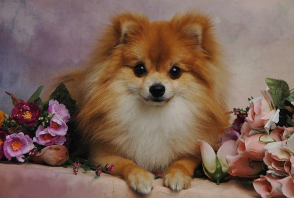 шпиц померанский