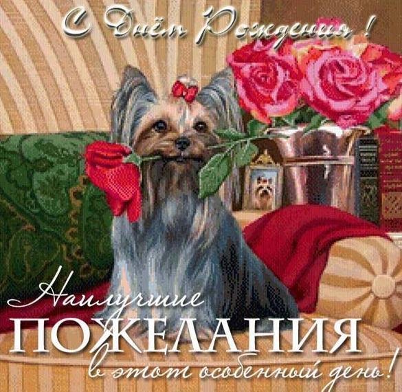 открытка с йоркширским терьером