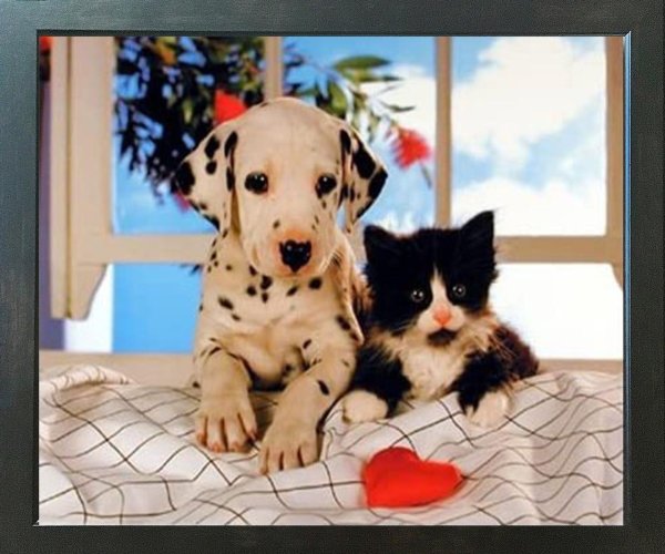 котики собачки