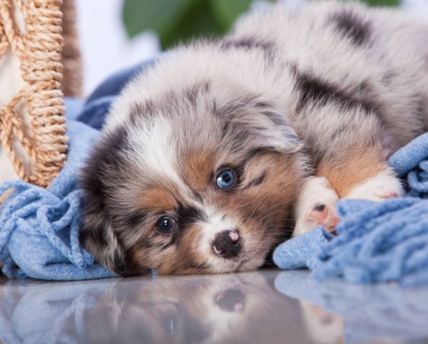 австралийская овчарка аусси