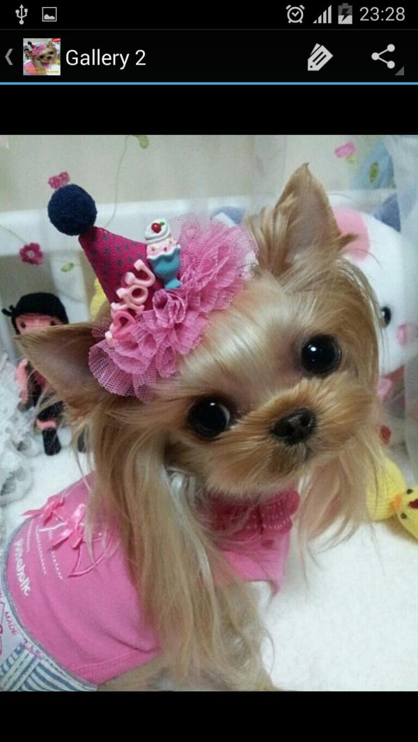 йоркширский терьер