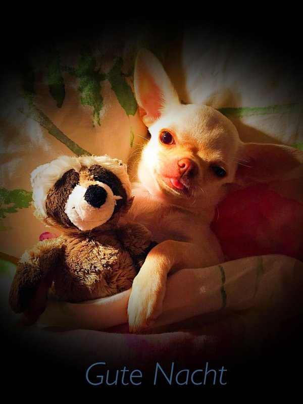 собачка чихуахуа