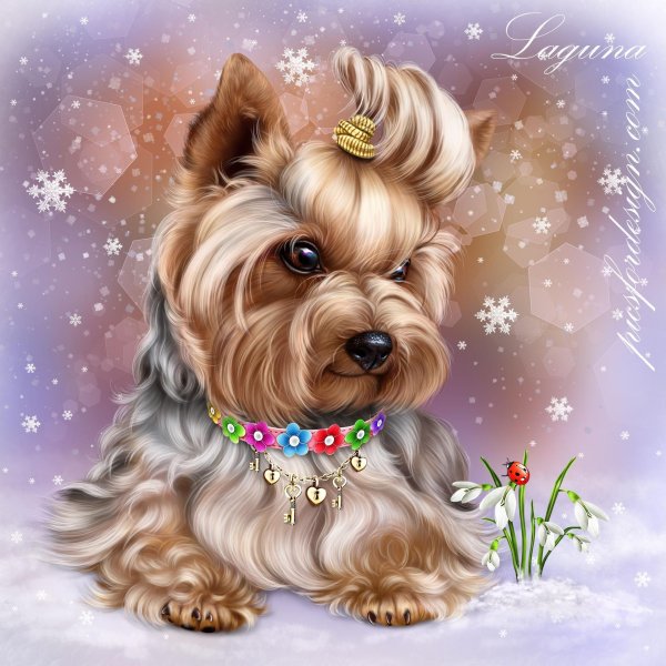 йоркширский терьер