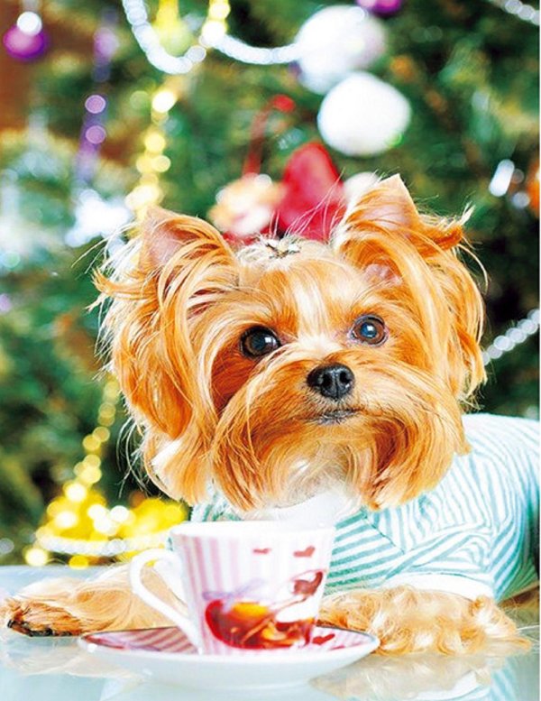 йоркширский терьер