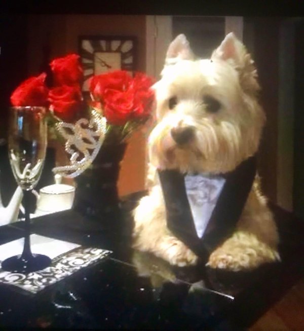 хорошего вечера собачки