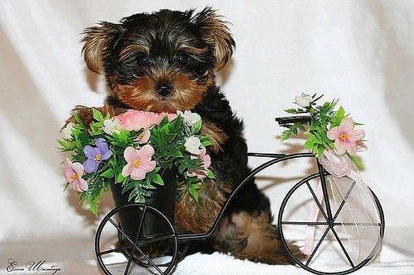 открытка с йорком с днем рождения