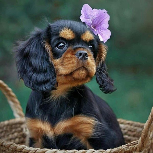 кинг чарльз спаниель черно подпалый