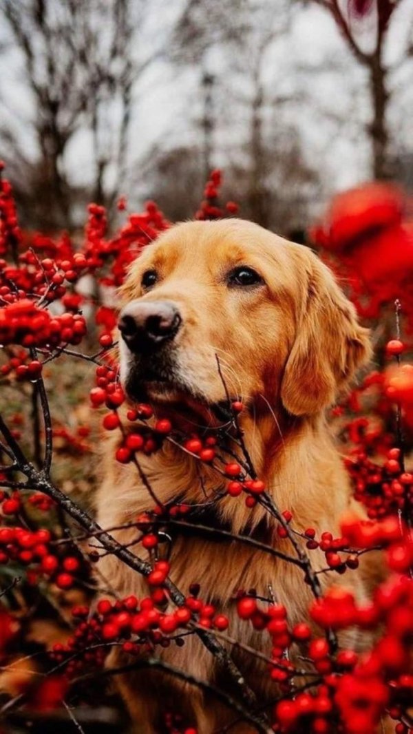 ретривер лабрадор