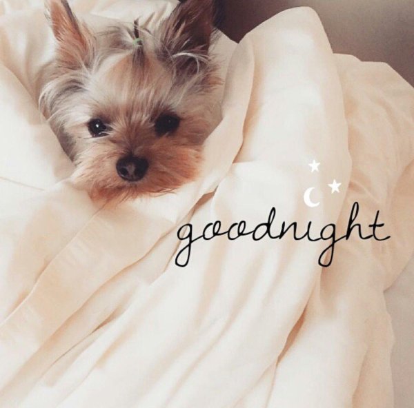 спокойной ночи йорк