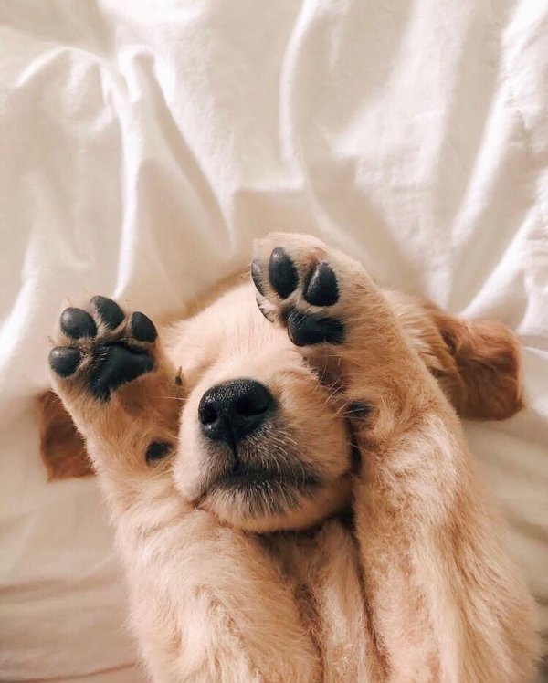 голден ретривер