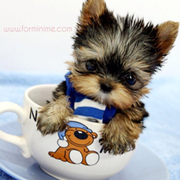 йоркширский терьер