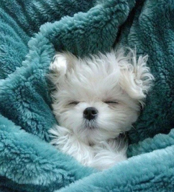 Добрый вечер с собачками