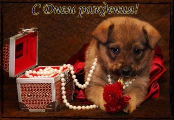 хорошего вечера собачки