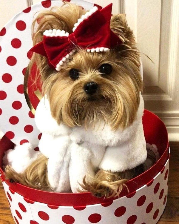 йоркширский терьер