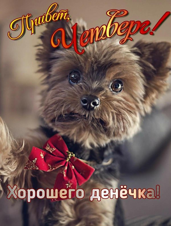 йоркширский терьер