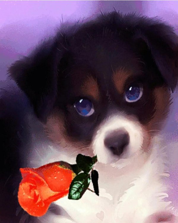 милая собачка