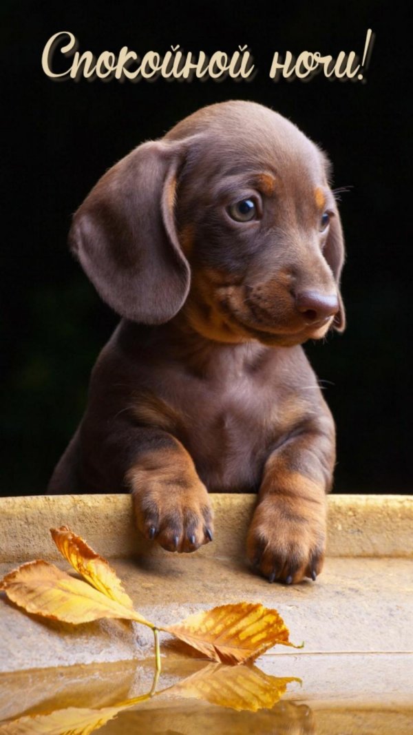 королевская такса гладкошерстная