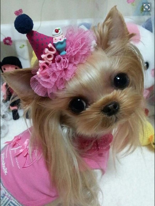 йоркширский терьер