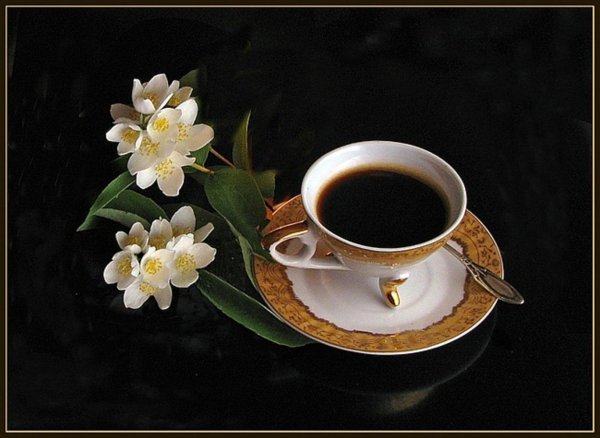 жасмин чайный растение