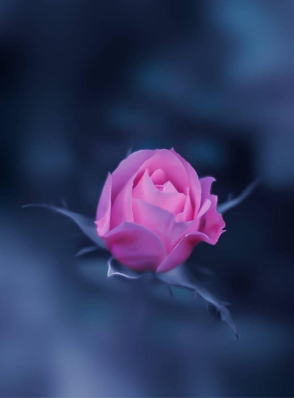 розовая роза