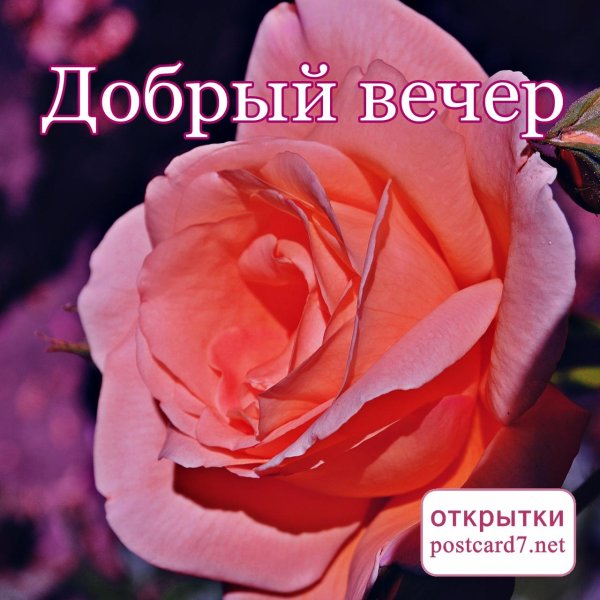 розы добрый вечер