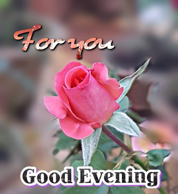 good evening message