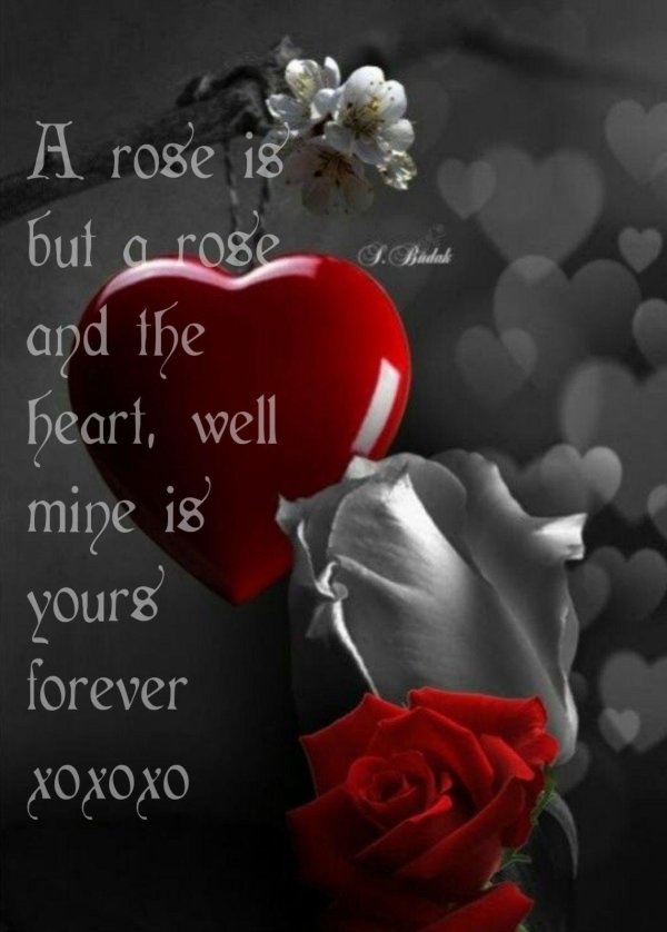 роза сердца