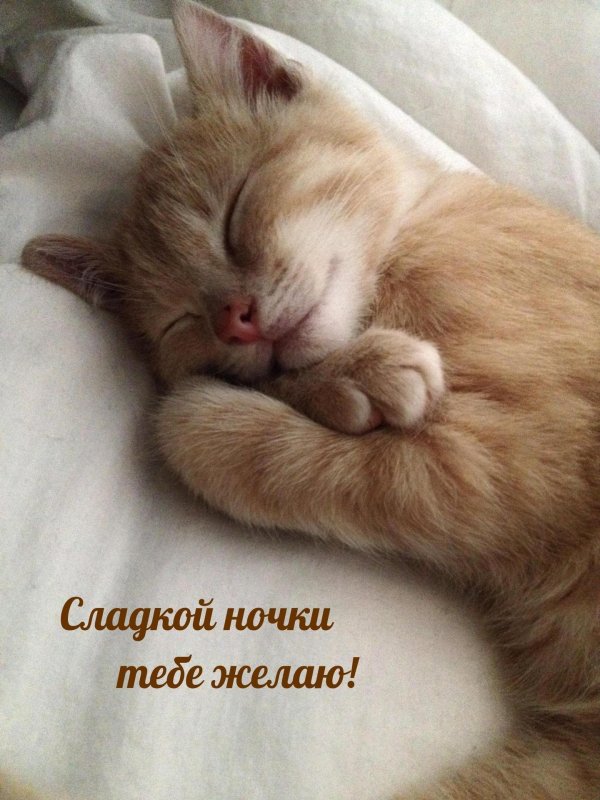спящий кот